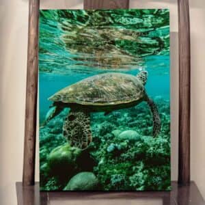 Картина “Морская черепаха”