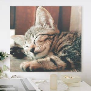 Картина “Спящий котенок”