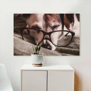 Картина «Собака в очках»