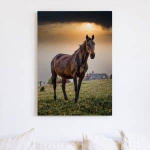 Картина «Свободная лошадь»