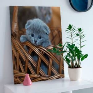 Картина “Маленький котенок”