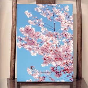 Картина "Сакура на фоне неба"