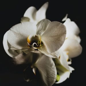 Картина «Орхидея»