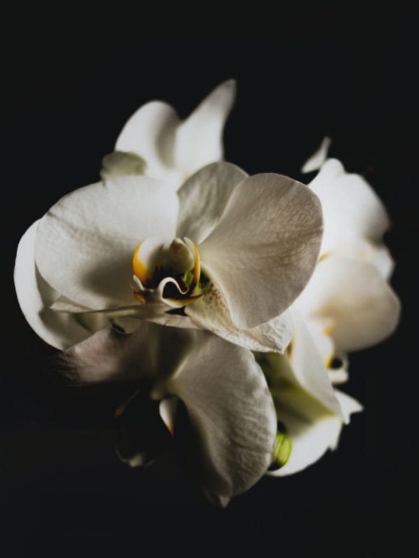 Картина "Орхидея"