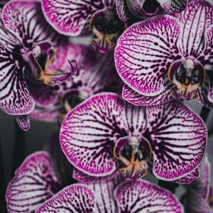 Картина “Фиолетовый орхидеи”
