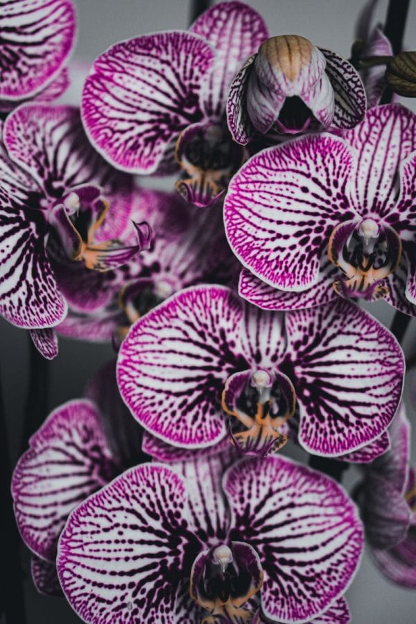 Картина "Фиолетовый орхидеи"