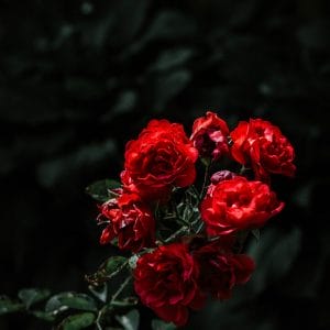 Картина «Розы на тёмном фоне»