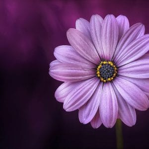 Картина “Фиолетовая ромашка”