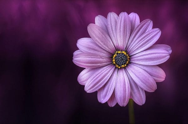 Картина "Фиолетовая ромашка"