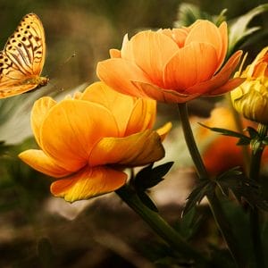 Картина “Бабочка”
